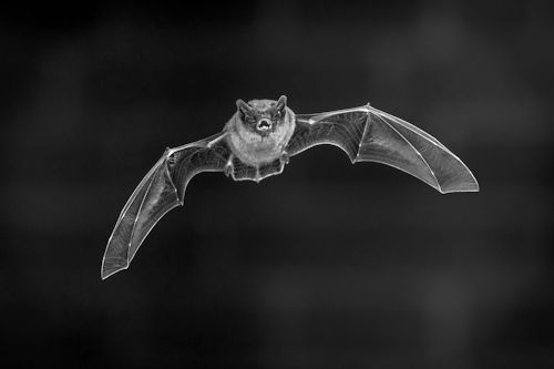 BW500flying-pipistrelle-bat-in-front-of-brick-wall